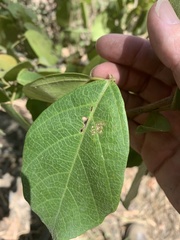Cordia dichotoma