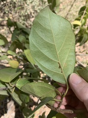 Cordia dichotoma