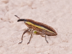 Lixus ochraceus
