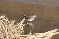 Tringa ochropus