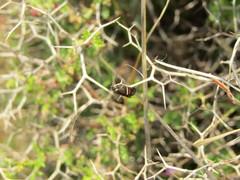 Adela paludicolella