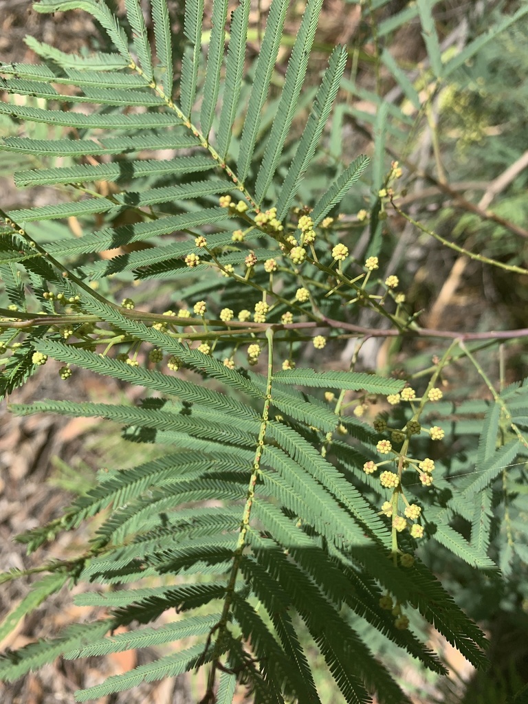 Acacia storyi