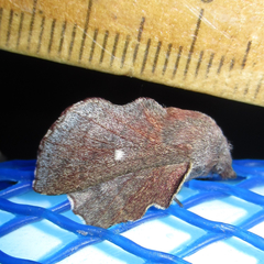 Phyllodesma occidentis