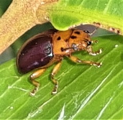 Platymela sticticollis
