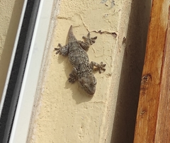 Tarentola mauritanica