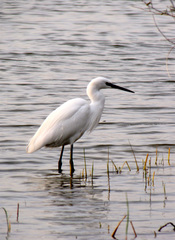 Egretta garzetta