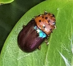 Platymela sticticollis