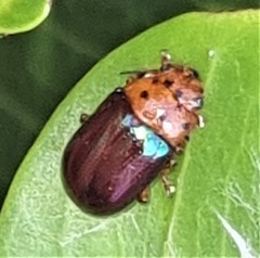 Platymela sticticollis