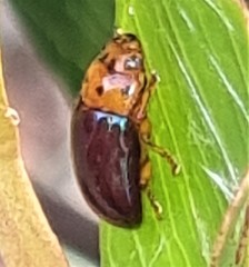 Platymela sticticollis