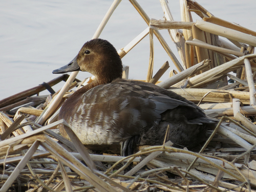 Common Pochard, photo 10 of 10