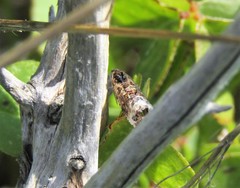 Endothenia sororiana