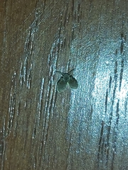 Clogmia albipunctata