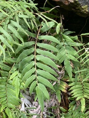 Blechnum ambiguum