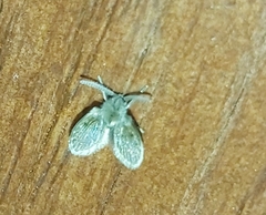 Clogmia albipunctata