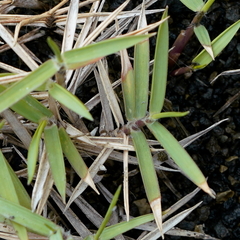 Zoysia matrella