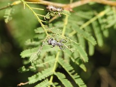 Hadromeropsis argentinensis