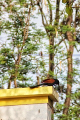 Centropus sinensis parroti