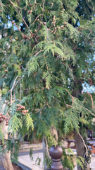 Thuja occidentalis