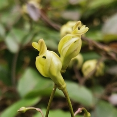 Cryptolepis sinensis