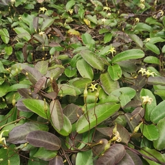 Cryptolepis sinensis