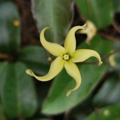 Cryptolepis sinensis
