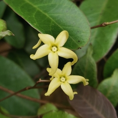 Cryptolepis sinensis
