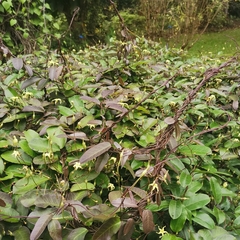 Cryptolepis sinensis