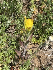 Castilleja levisecta