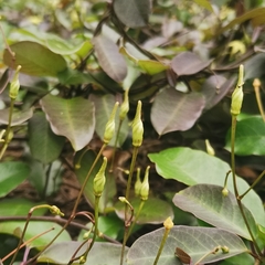 Cryptolepis sinensis