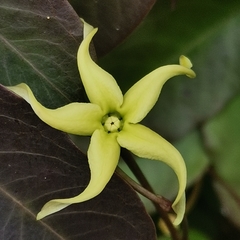 Cryptolepis sinensis