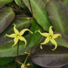 Cryptolepis sinensis