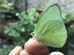 Catopsilia pomona