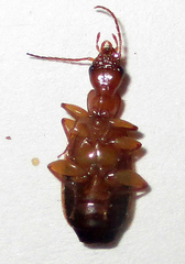 Xenitenus dilucidus