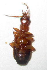 Xenitenus dilucidus