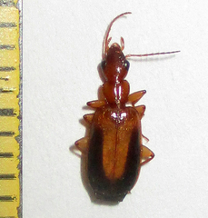 Xenitenus dilucidus
