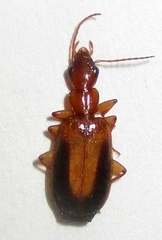 Xenitenus dilucidus