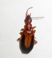 Xenitenus dilucidus