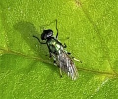 Prosopochrysa vitripennis