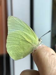 Catopsilia pomona