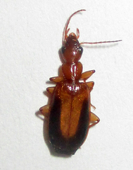 Xenitenus dilucidus