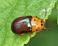 Platymela sticticollis
