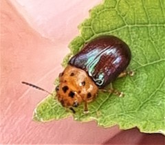 Platymela sticticollis