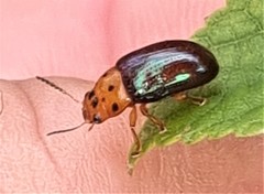 Platymela sticticollis