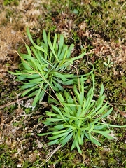 Mononeuria cumberlandensis