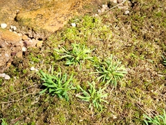 Mononeuria cumberlandensis