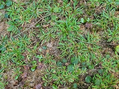 Mononeuria cumberlandensis