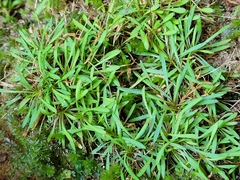 Mononeuria cumberlandensis