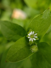 Stellaria media