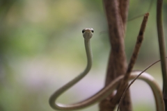 Dendrelaphis girii