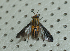 Chrysopsinae